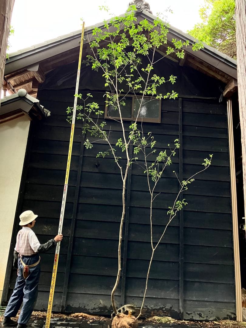 72 山採り　アオダモ