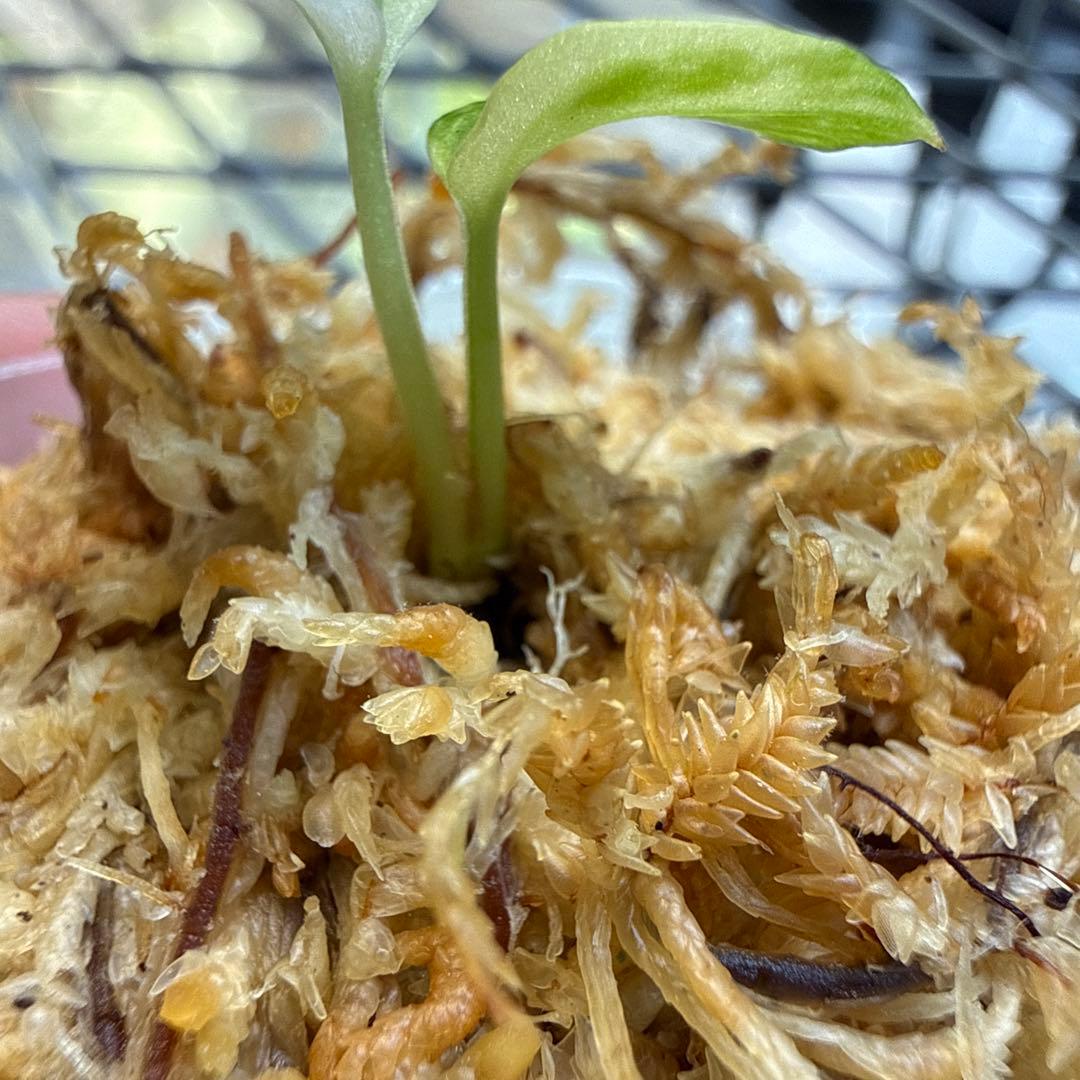 希少 アンスリウム 斑入りハイブリッド