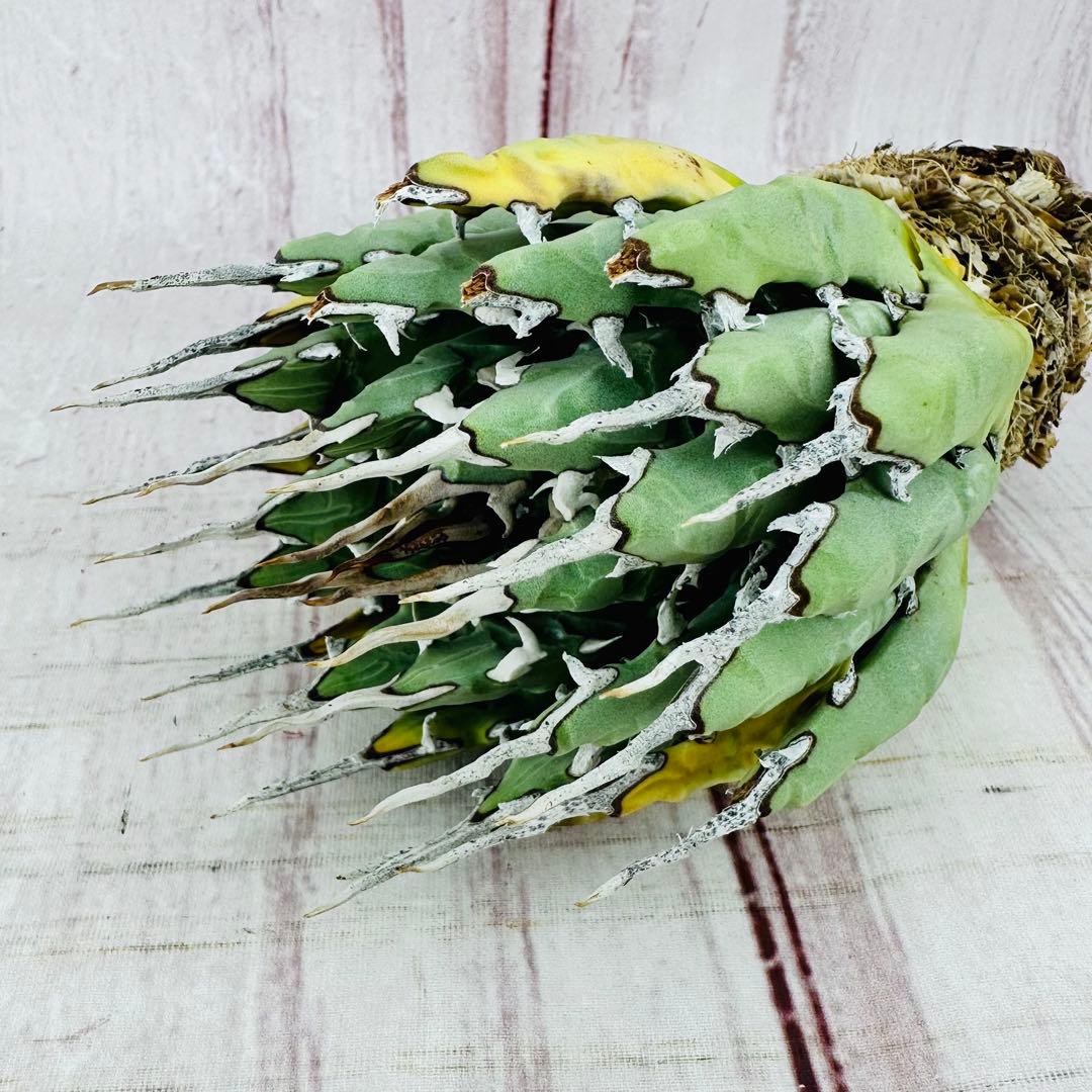 71 アガベ　ユタエンシス　エボリスピナ　肉厚　陽炎　太葉　ホワイトスパイン