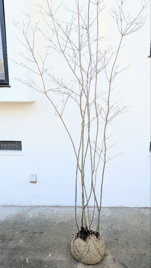 特大。至極。山採りドウダンツツジ。