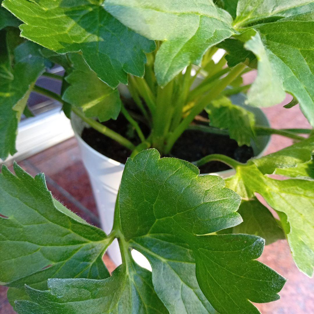 希少品種ラナンキュラスラックス ポスポロス 鉢花5号　50ｃｍ　現物発送