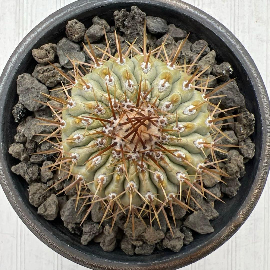 コピアポア　コルムナアルバ　孤竜丸　強棘　台付　発根済み