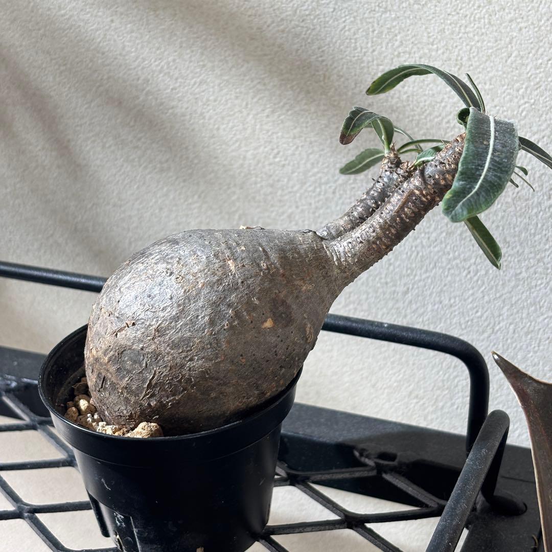 【発根済み現地球】パキポディウム グラキリス 手のひらサイズ 美株