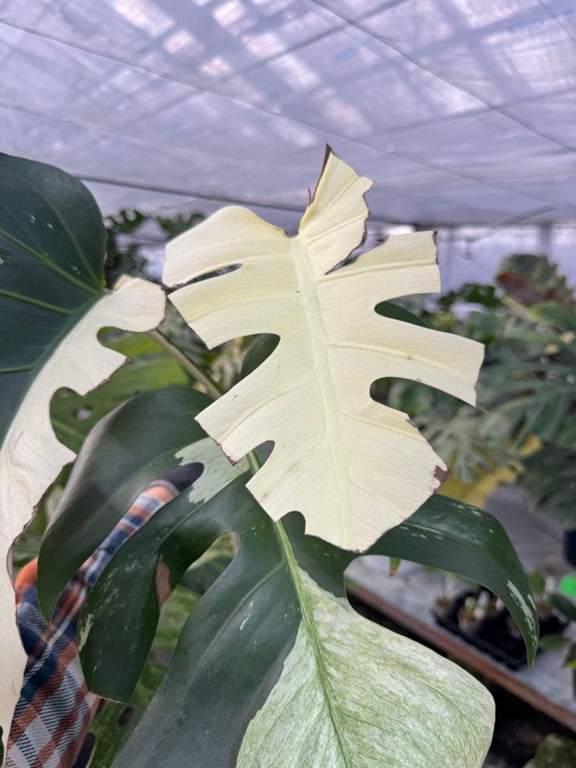 K*様 37モンステラ　ボルギシアナ　x デリシオーサ　ミント　美斑入り健康カッ