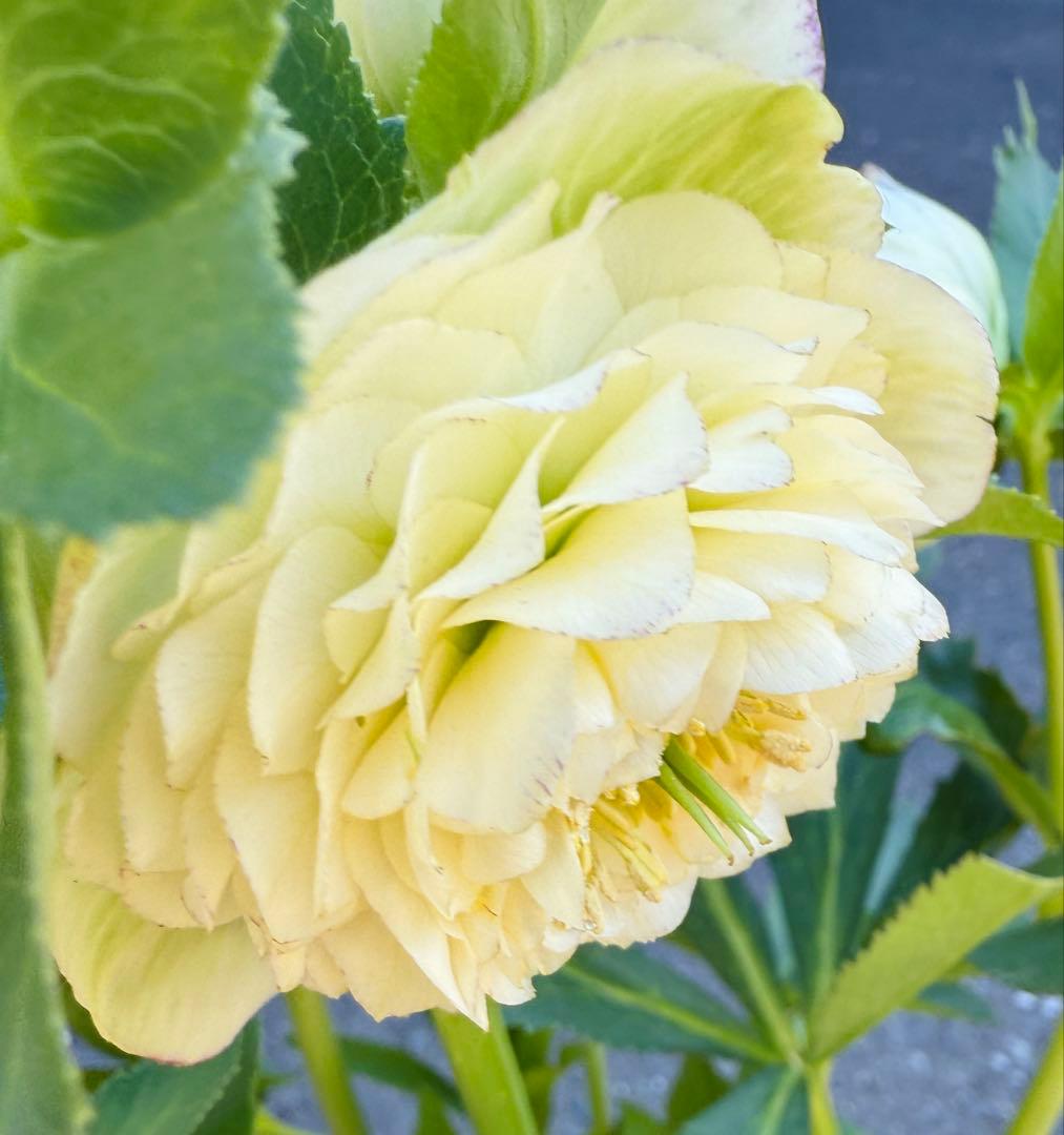 ★専用　ジャスミン様ゴージャス！大株アフロディーテ　多弁★クリスマスローズ開花株