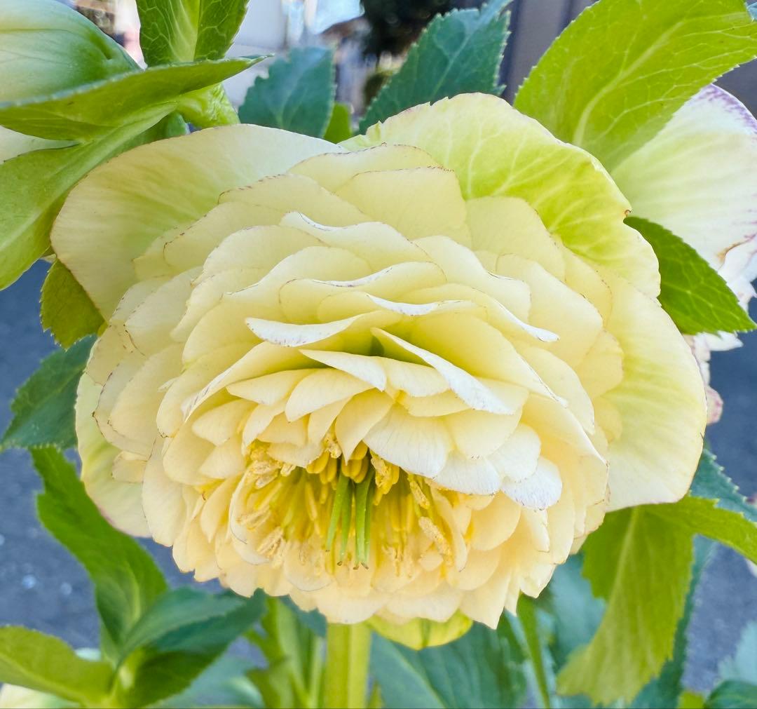 ★専用　ジャスミン様ゴージャス！大株アフロディーテ　多弁★クリスマスローズ開花株