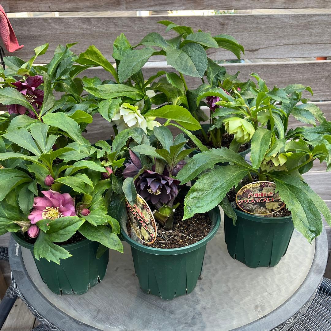 まさまる　クリスマスローズ　八重咲き　ダブル　エレン　5号　６鉢セット