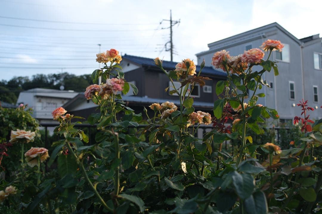 レンズ(単焦点) Carl Zeiss Contax Distagon 28mm f2.8mmj