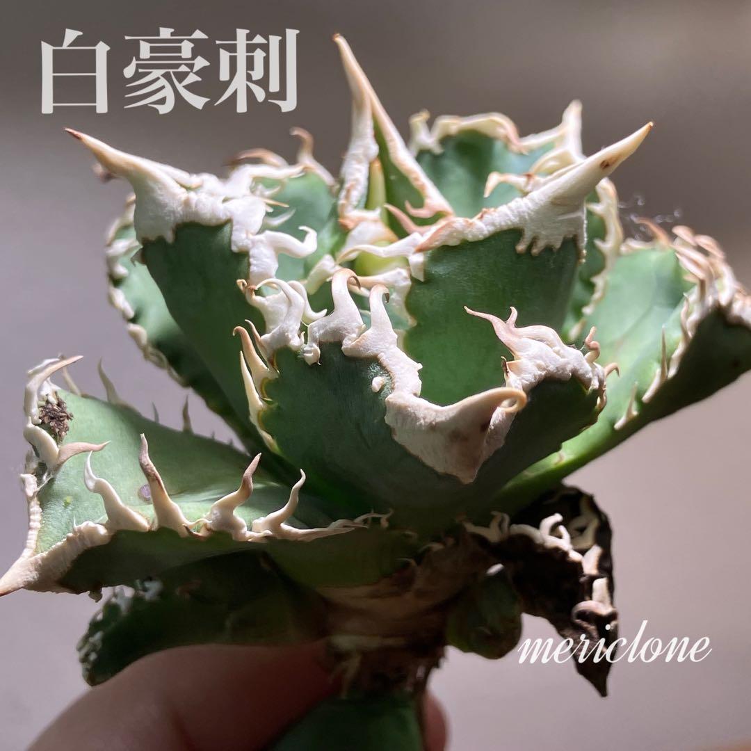 t*様 【オークション】⑥選抜　子株2株付き　太棘　アガべ　チタノタ　白豪刺　T