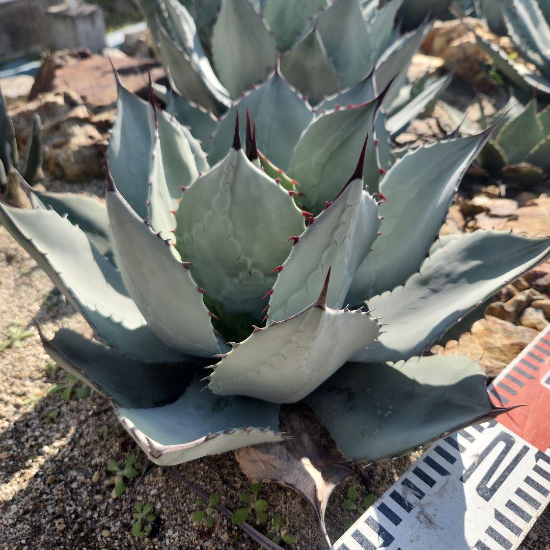 パリートランカータ