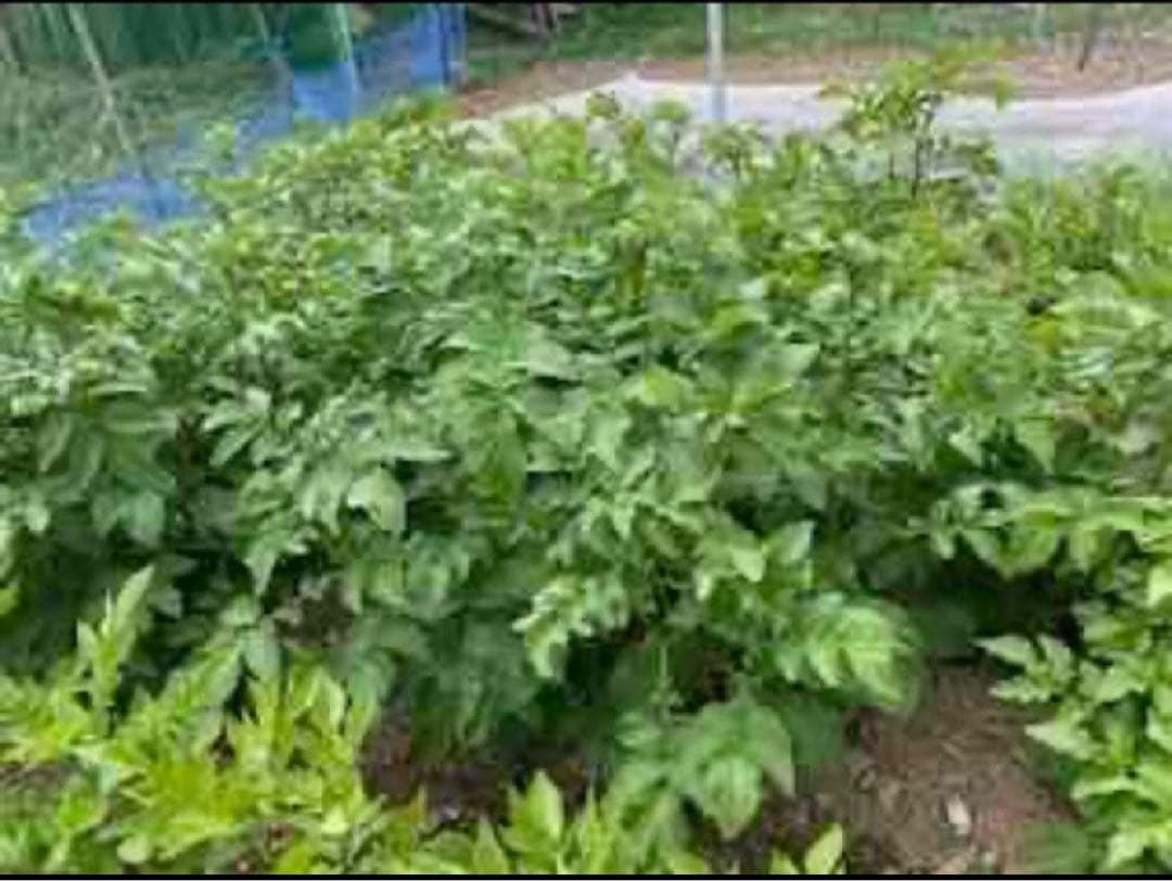 ロンパパ　種芋　10kg箱込み