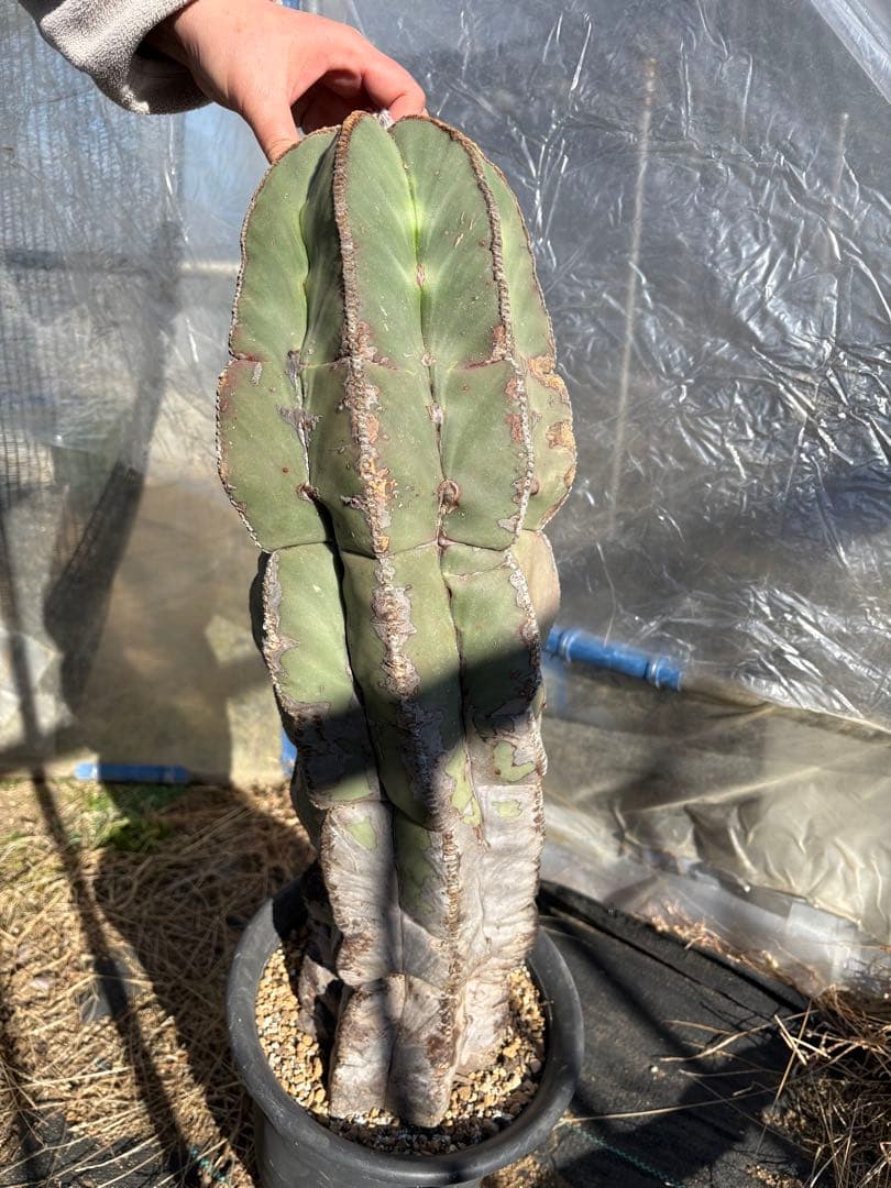 y*u様 碧瑠璃ランポー　特長50cm以上