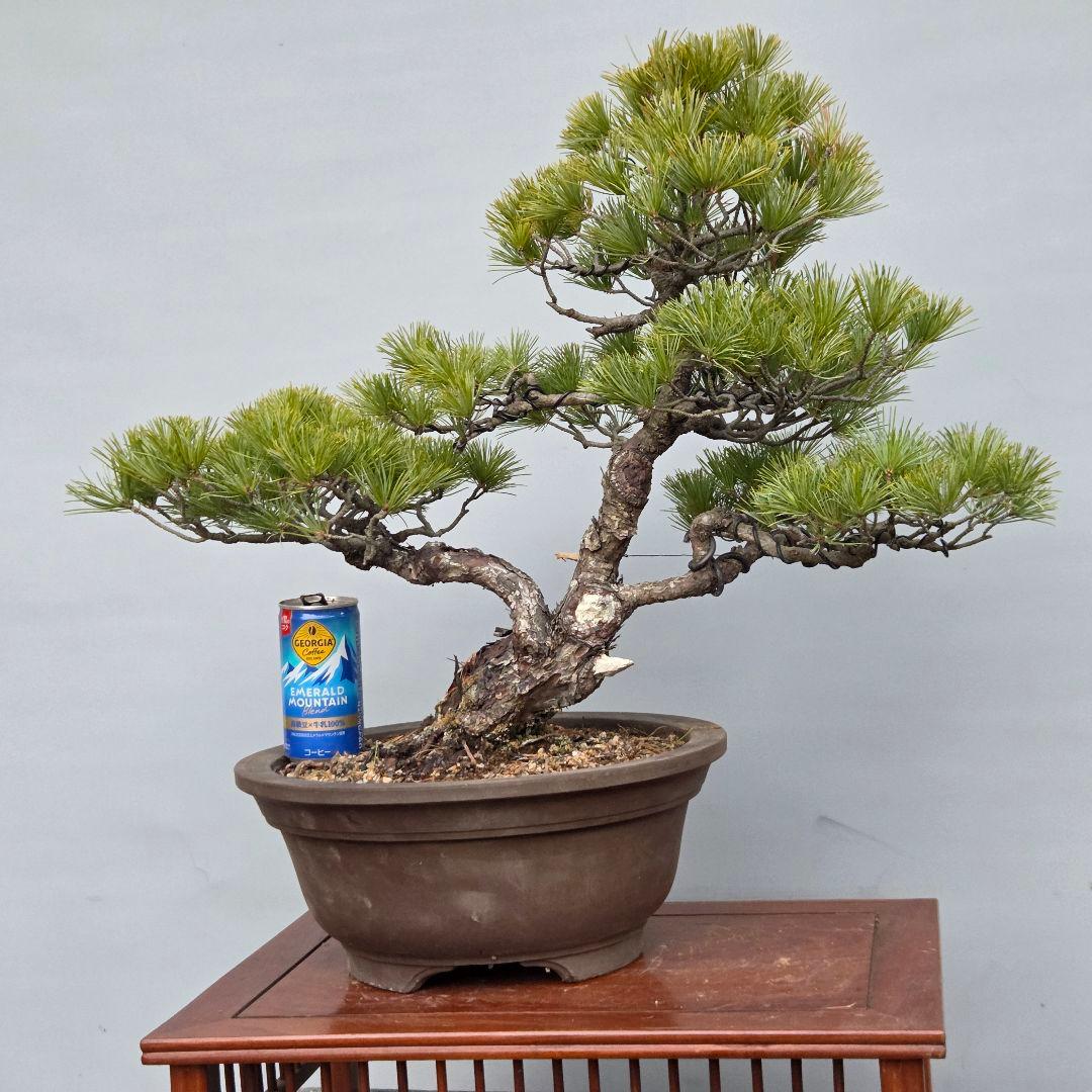 五葉松　[斜幹模様木]　中品盆栽