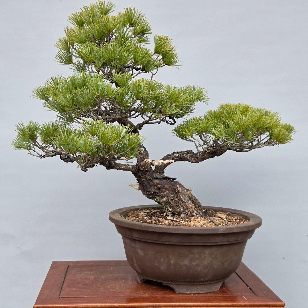 五葉松　[斜幹模様木]　中品盆栽