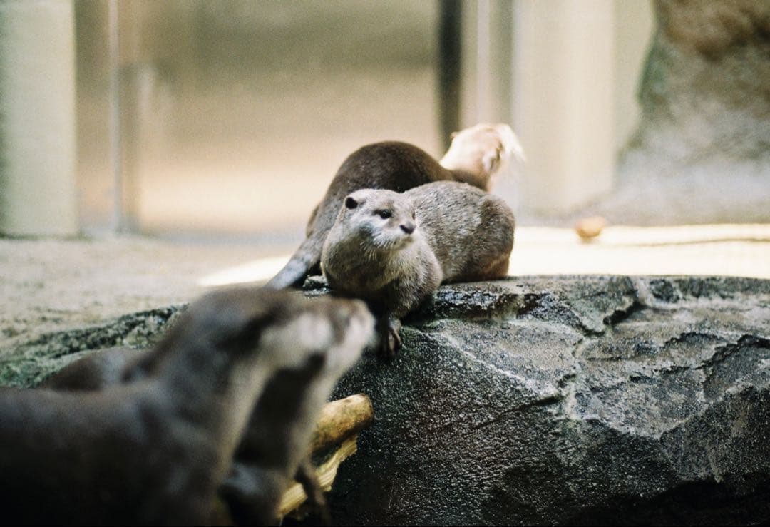 ■ 美品 ■ ニコン　Nikon F3 HP ボディ ≪198万番台≫