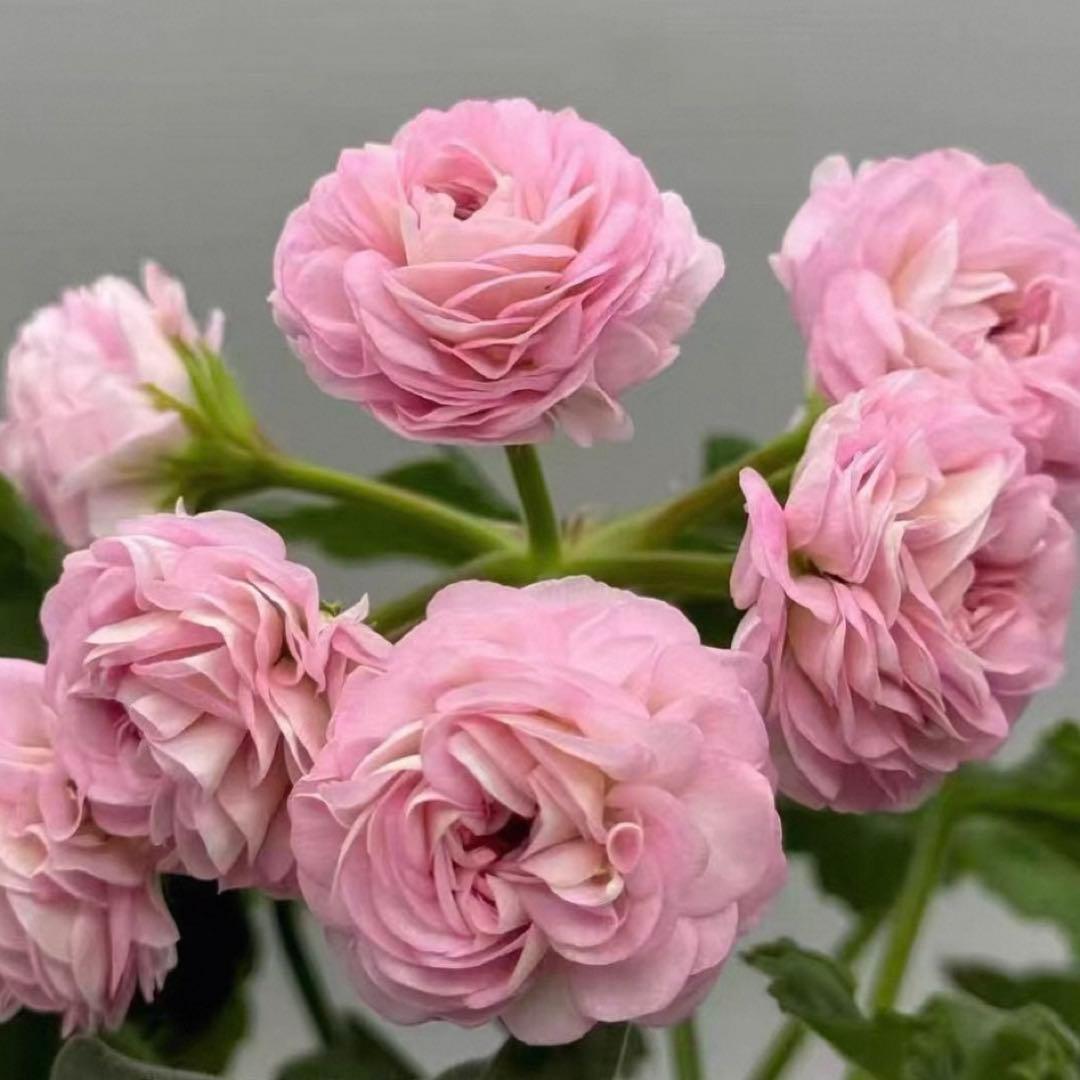 専用リンク　ラナンキュラス咲ゼラニウム　新品種激レア品種ゼラニウム　RL01