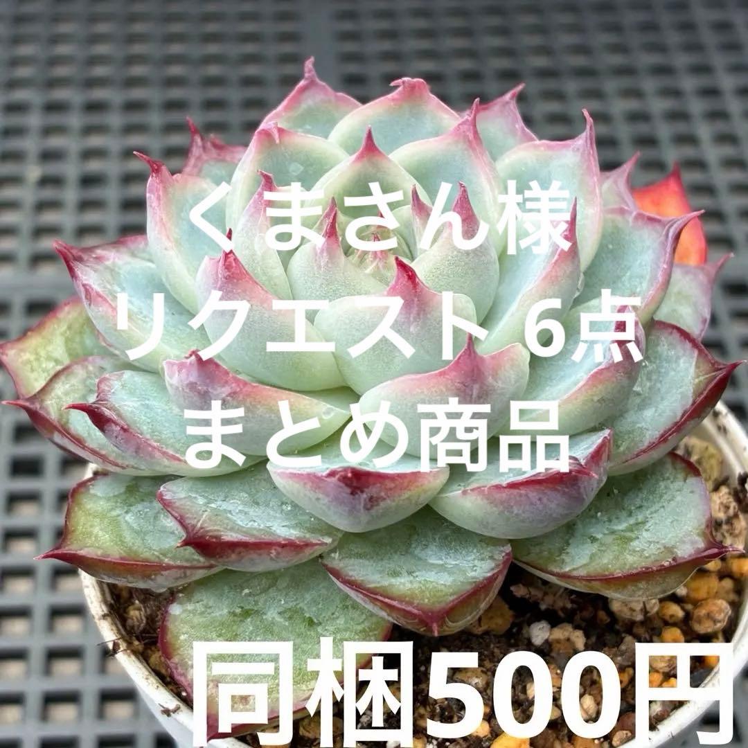 くまさん様 リクエスト 6点 まとめ商品