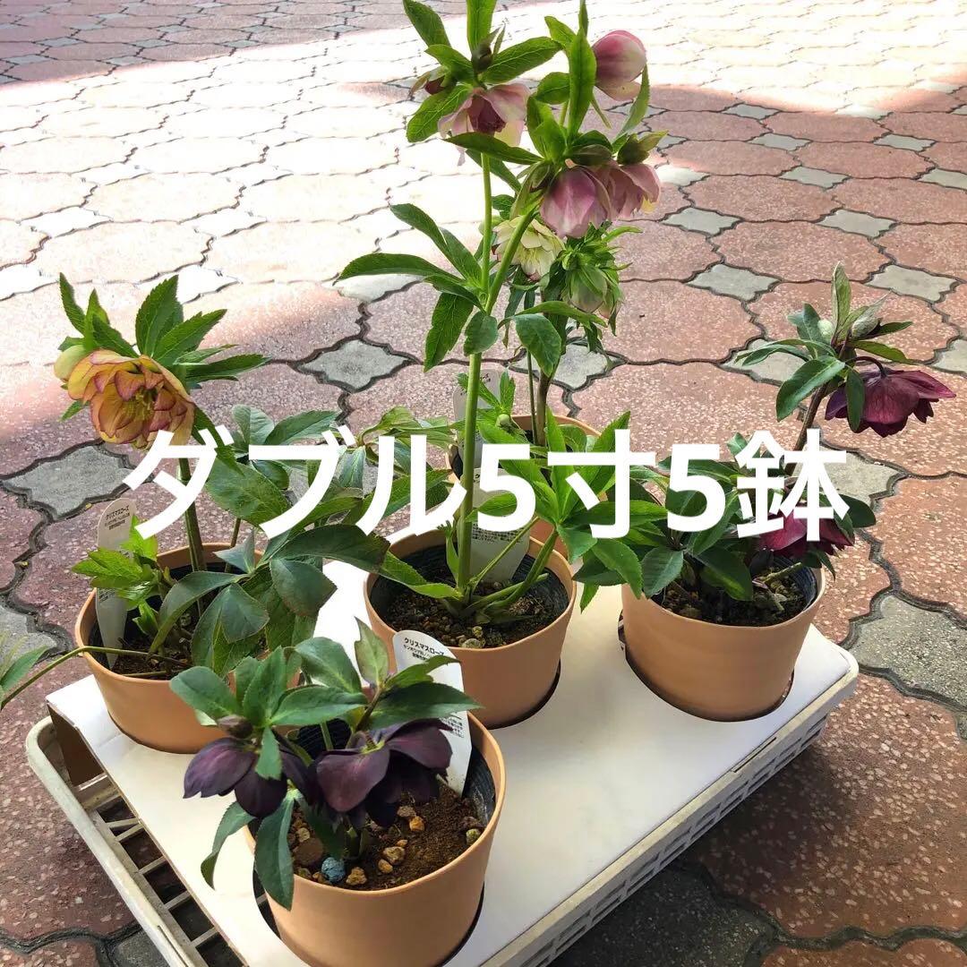 新春大特価 クリスマスローズ 八重 5種セット 平田園芸 花付き現品発送レア品種