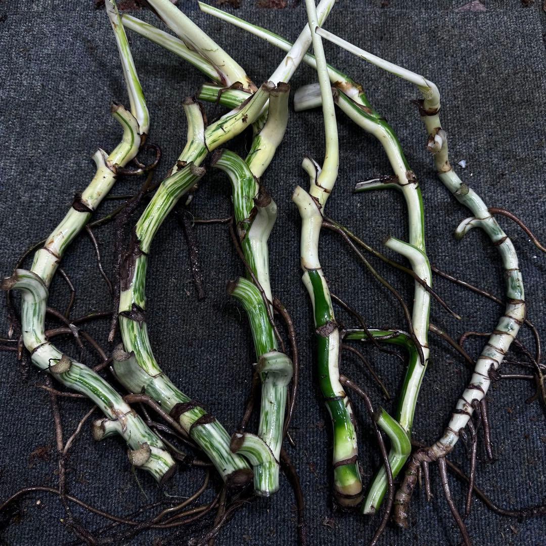 さ**様 斑入りモンステラホワイトタイガー大茎6株おまとめ