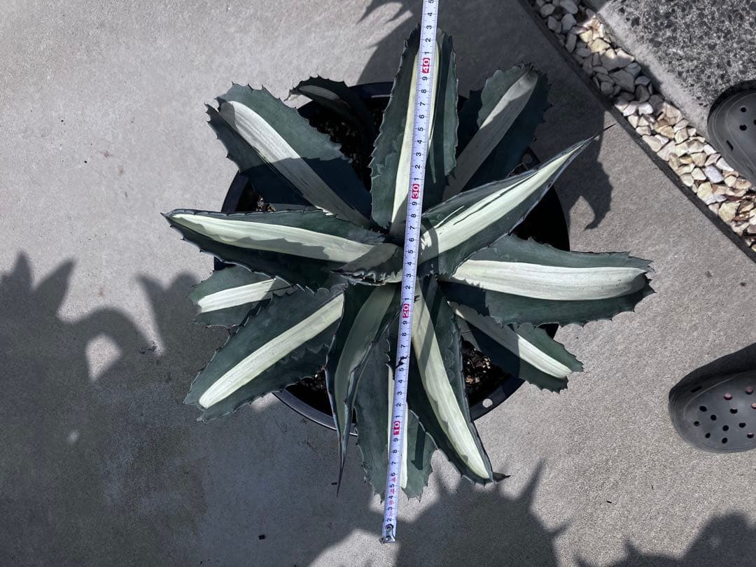 F*u様 【‼︎大株‼︎】アガベ　アメリカーナ　華厳　メディオピクタ　アルバ