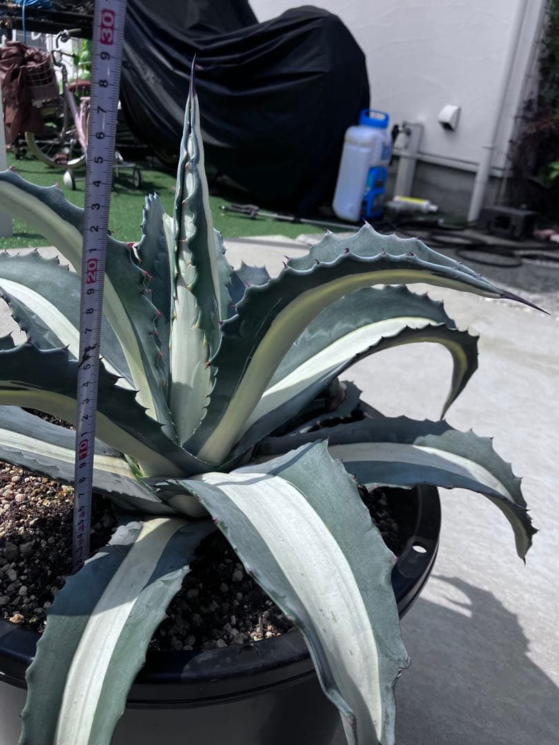 F*u様 【‼︎大株‼︎】アガベ　アメリカーナ　華厳　メディオピクタ　アルバ