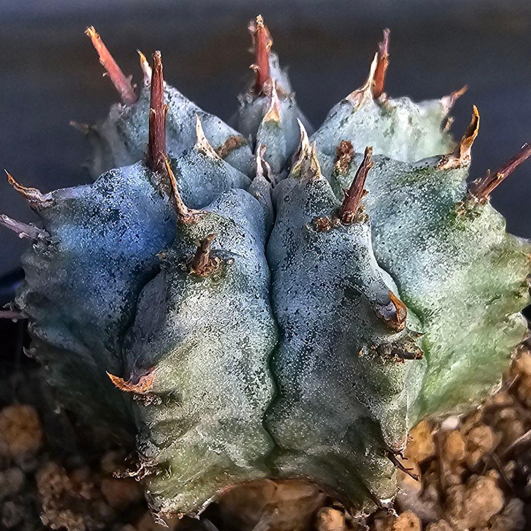 メルカリ便発送&ロウルサンコさんラベル付き☆ユーフォルビア ホリダ ビックバン