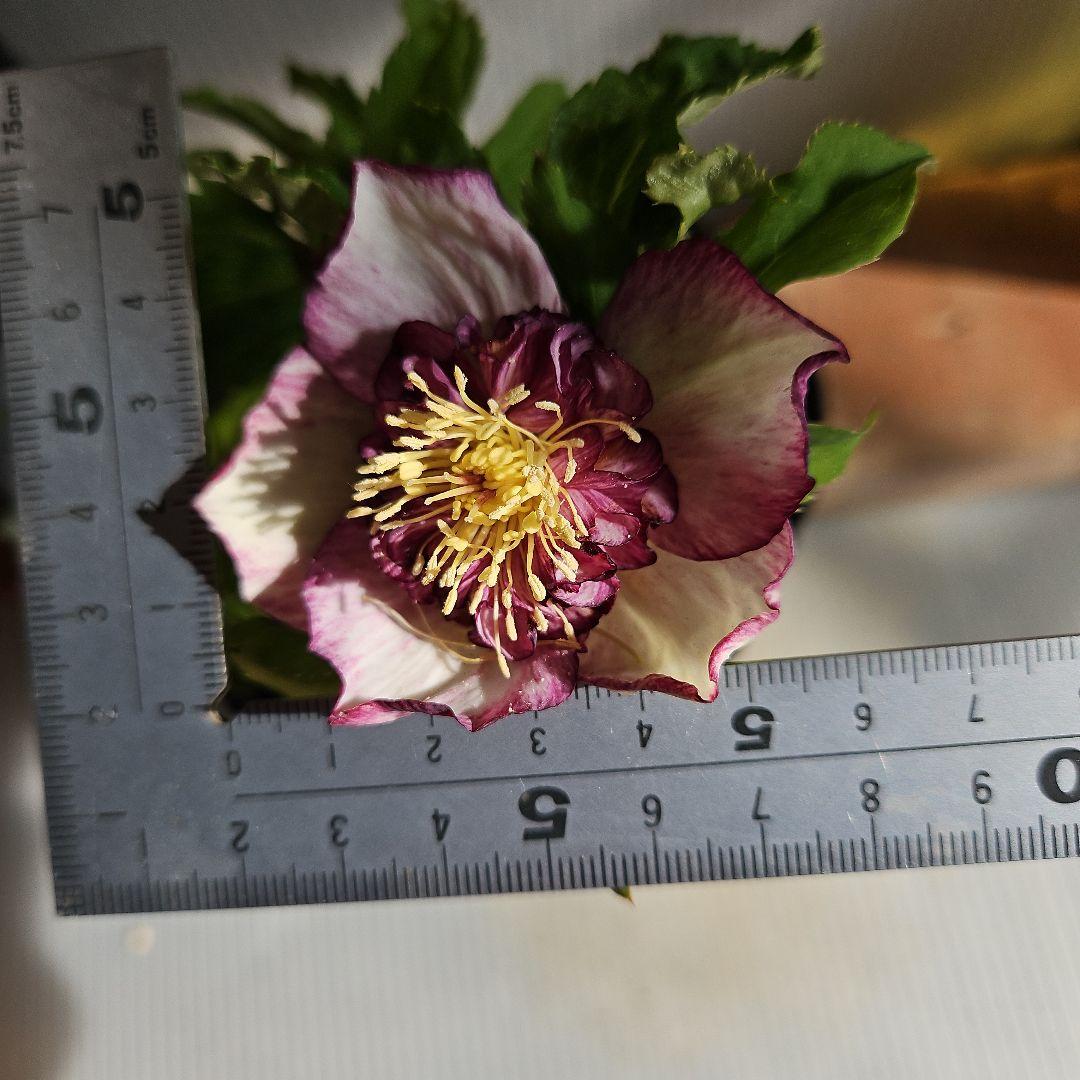 96猫様ご購入苗㉖-221㉖-230㉖-232クリスマスローズ