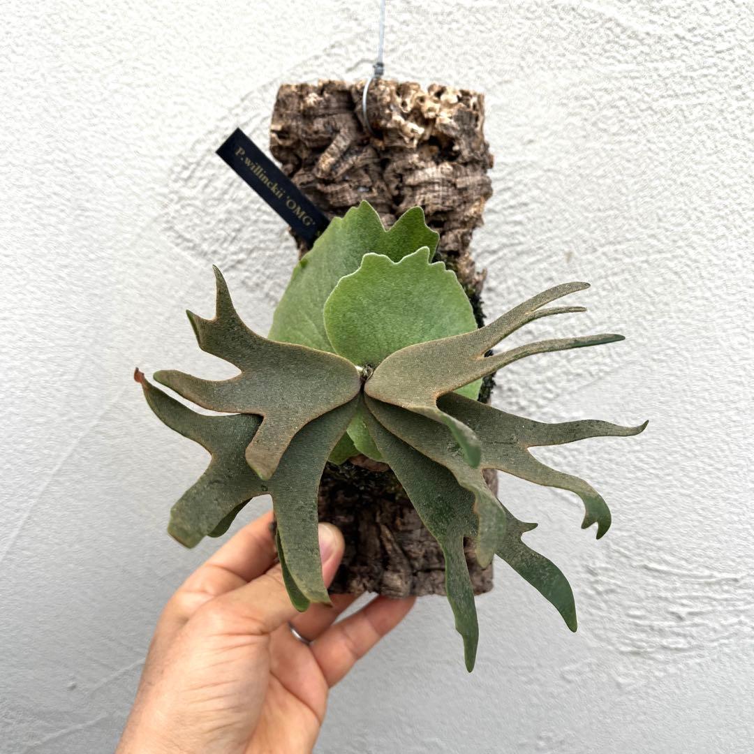 ポ*ン様 ビカクシダ　ウィリンキー　OMG コルク付け