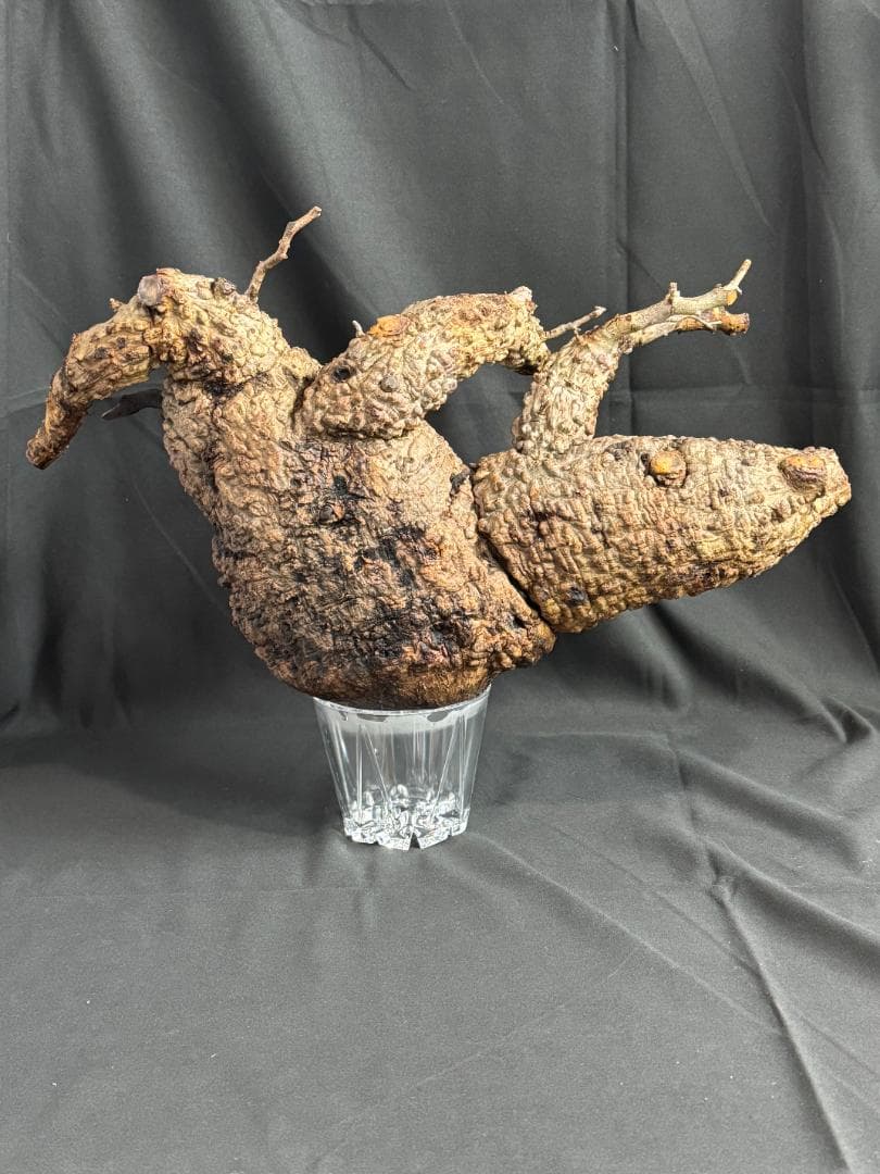 オペルクリカリアパキプス　ベアルート　芽吹きあり