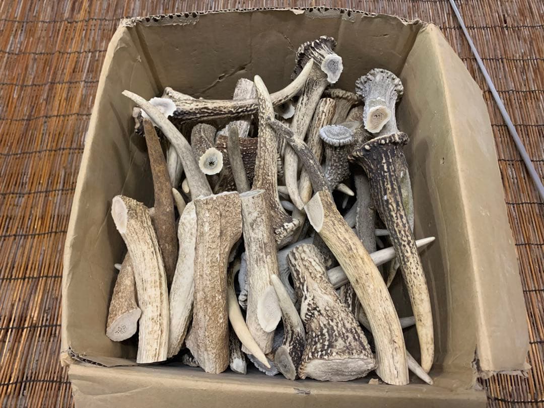 12.5kg 鹿の角　エゾシカ　角 端材　アクセサリー　パーツ素材