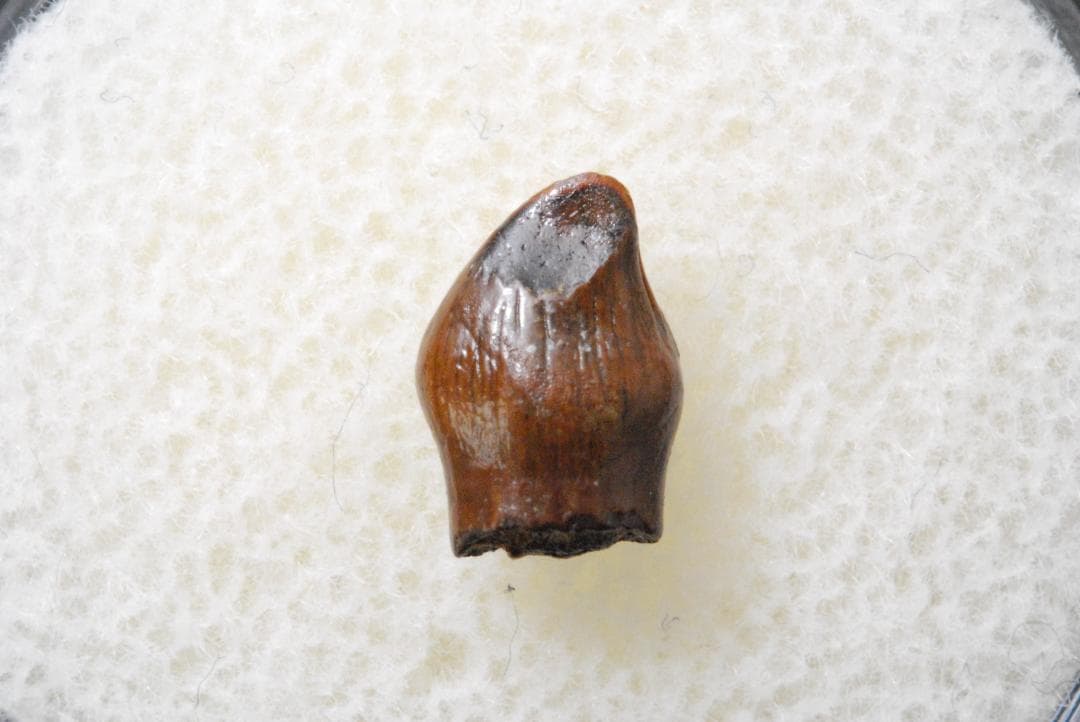 恐竜の歯 テスケロサウルス [DS396] 化石 希少 レア