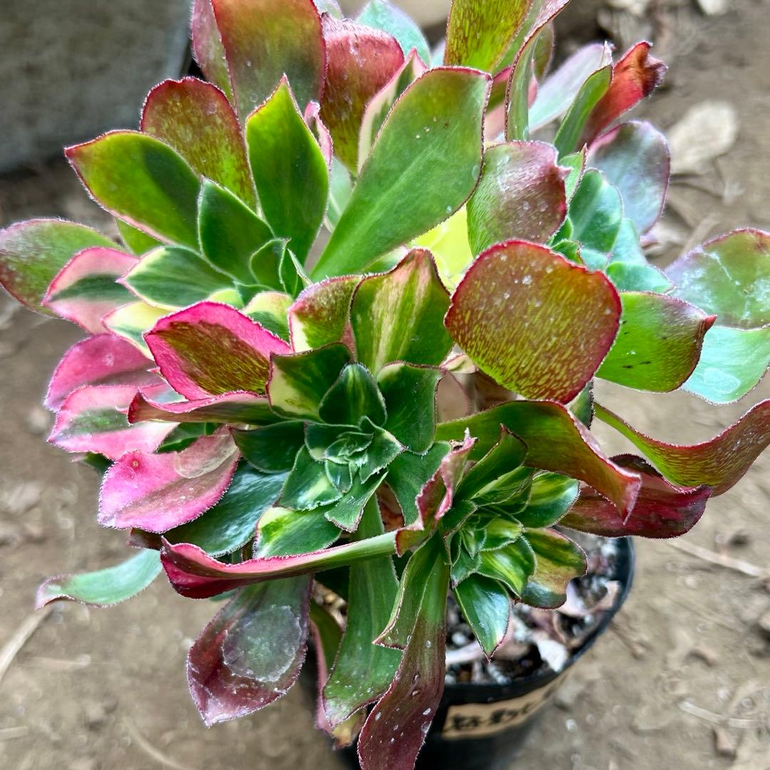 多肉植物アエオニウム錦　人気　ゴースト　魅影七彩‼️ 花顔‼️希少錦‼️抜き苗　‼️