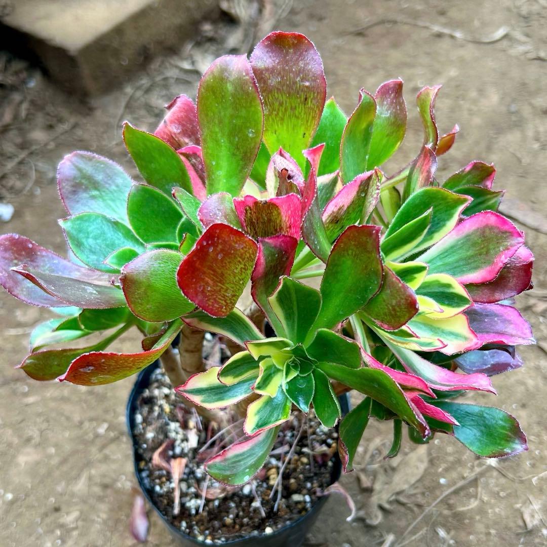 多肉植物アエオニウム錦　人気　ゴースト　魅影七彩‼️ 花顔‼️希少錦‼️抜き苗　‼️