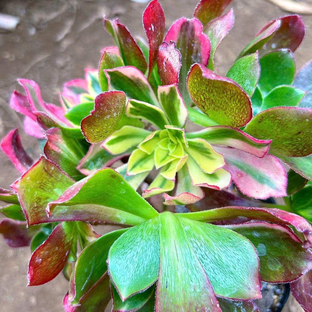 多肉植物アエオニウム錦　人気　ゴースト　魅影七彩‼️ 花顔‼️希少錦‼️抜き苗　‼️