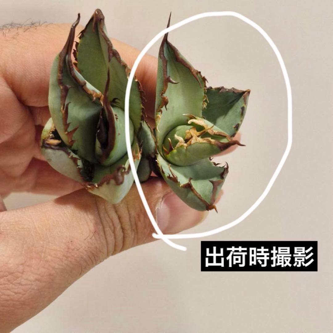 匿名配送【初売り】②REZA産　イラン株　アガベ　BLAZE ブレイズ