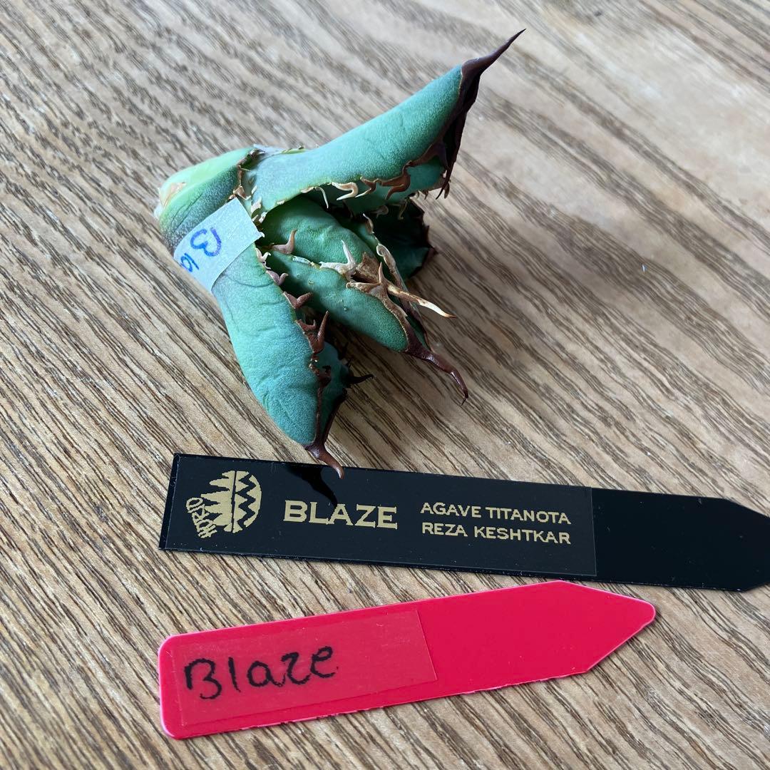 匿名配送【初売り】②REZA産　イラン株　アガベ　BLAZE ブレイズ