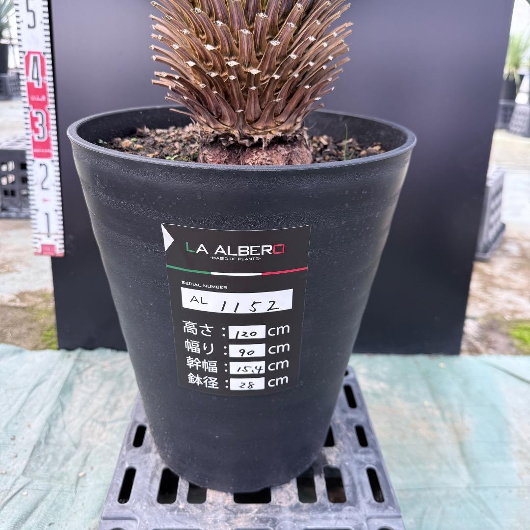 【AL1152】ユッカ　ロストラータ　ランチョブルー　数量限定