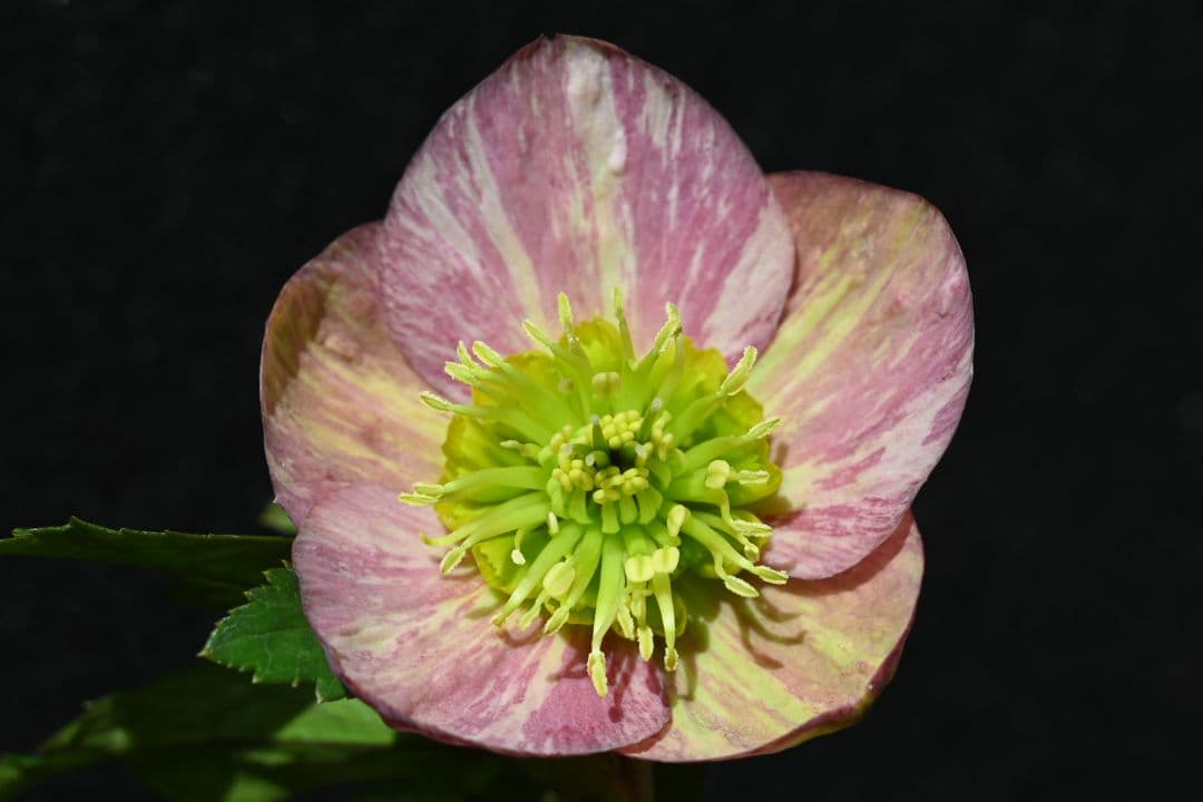 クリスマスローズ　認定絞り咲き　sd丸弁ソフトカップ咲き　加藤農園