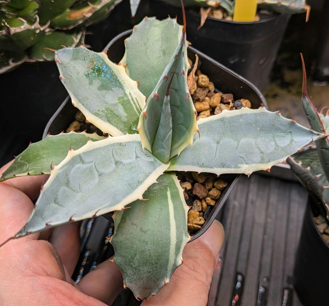 本日限り福袋】アガベ パラサナ インプレッショニスト　特選実生株セット