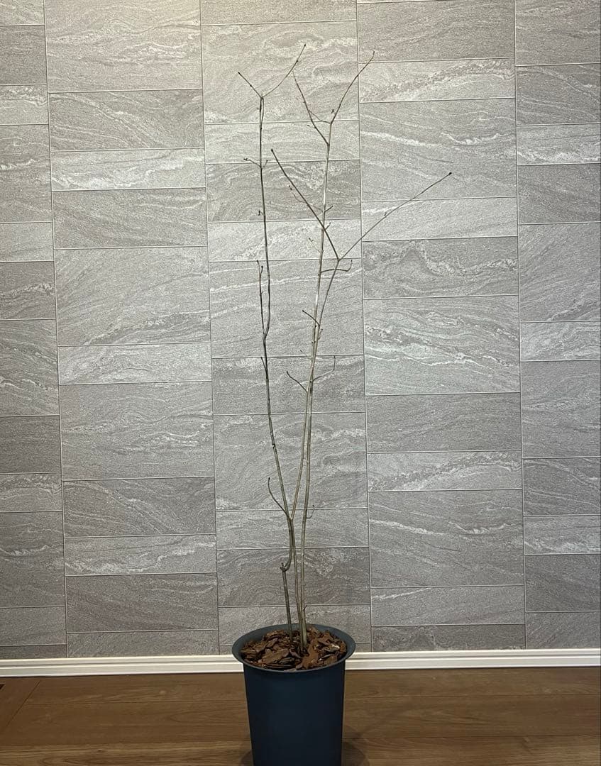 山採り天然　アオダモ　3本株立ち