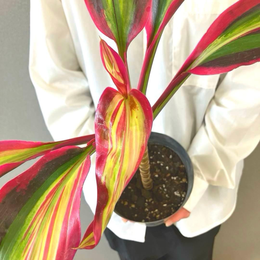 超希少❗️コルジリネ　ビリオンダイアモンド✨