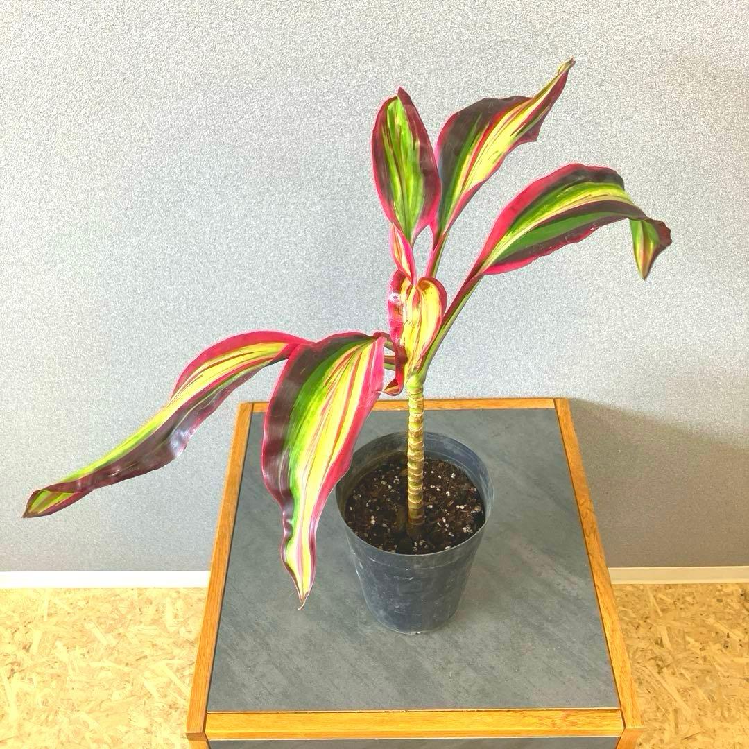 超希少❗️コルジリネ　ビリオンダイアモンド✨