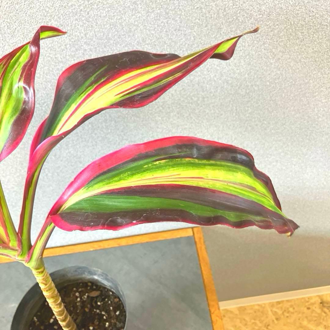 超希少❗️コルジリネ　ビリオンダイアモンド✨