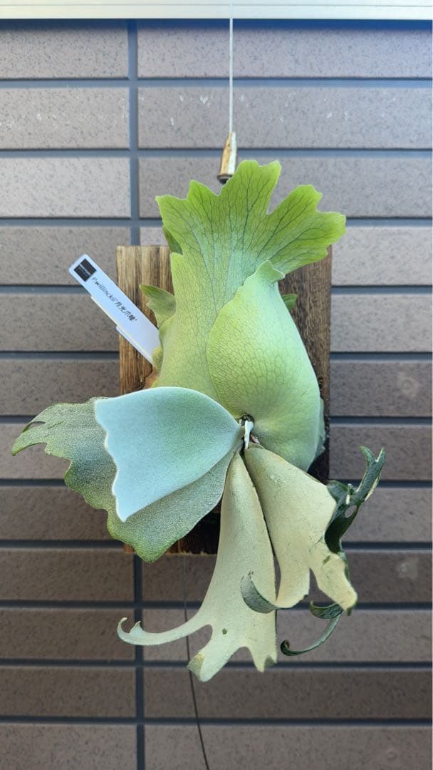 【初売り特価】P.willinckii ' 月光爪哇 ' OC