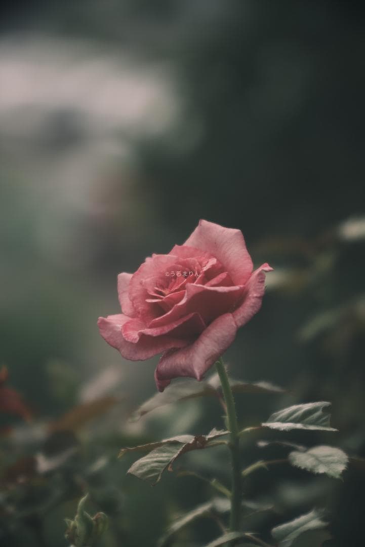 棚卸SALE！Leica Elmar 135mm F4.5 オールドレンズ