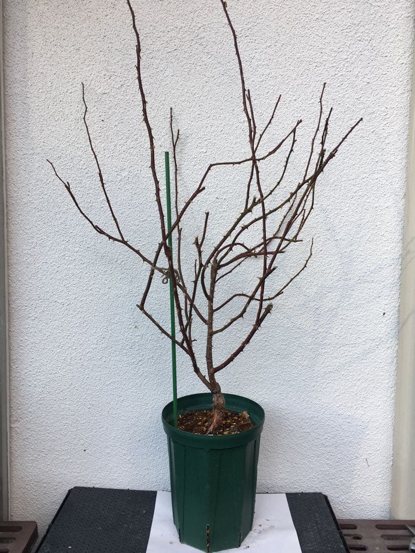 toto＊さま専用　ウィリアムモーリス　接木