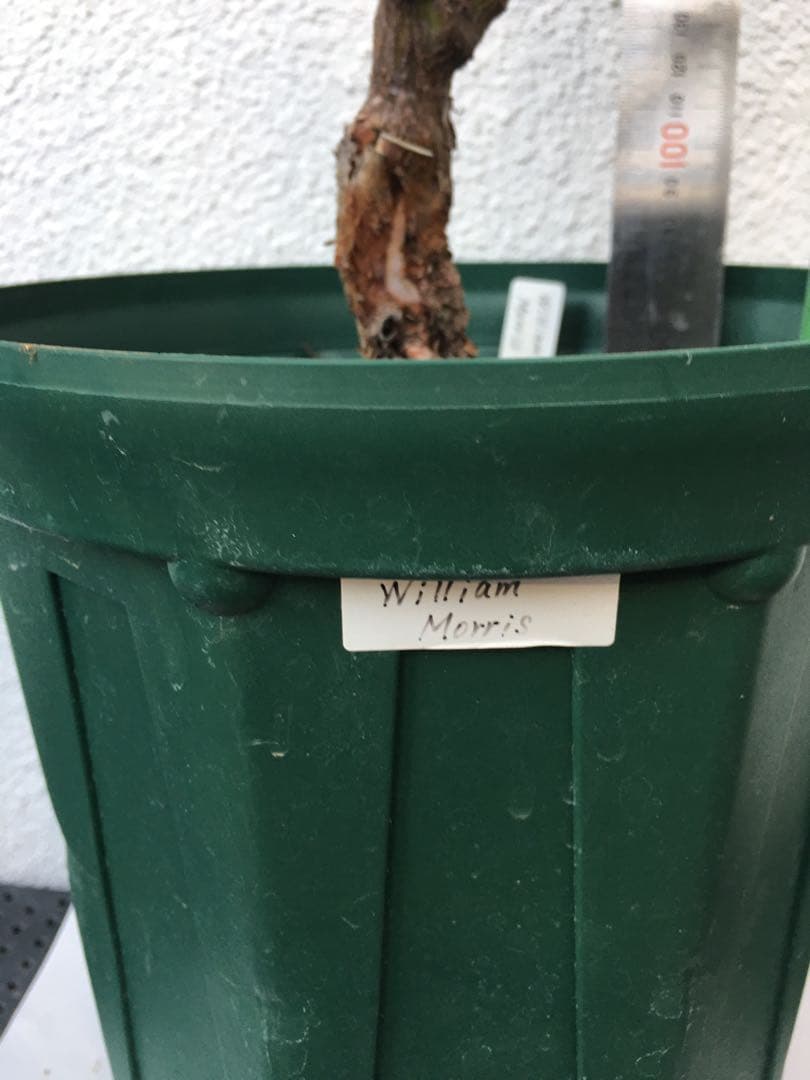 toto＊さま専用　ウィリアムモーリス　接木