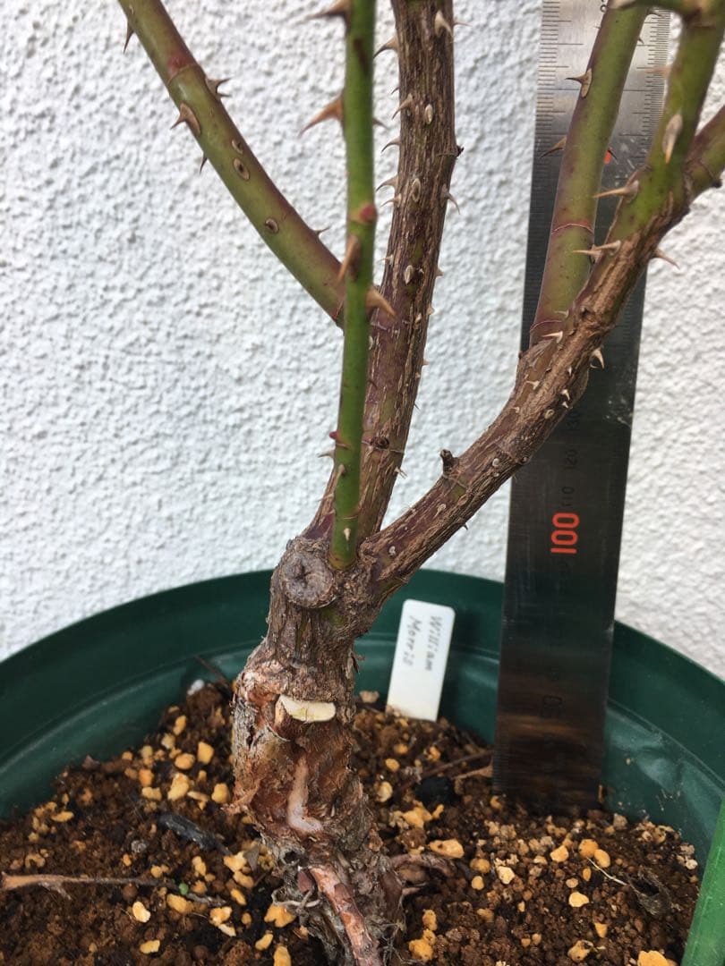 toto＊さま専用　ウィリアムモーリス　接木