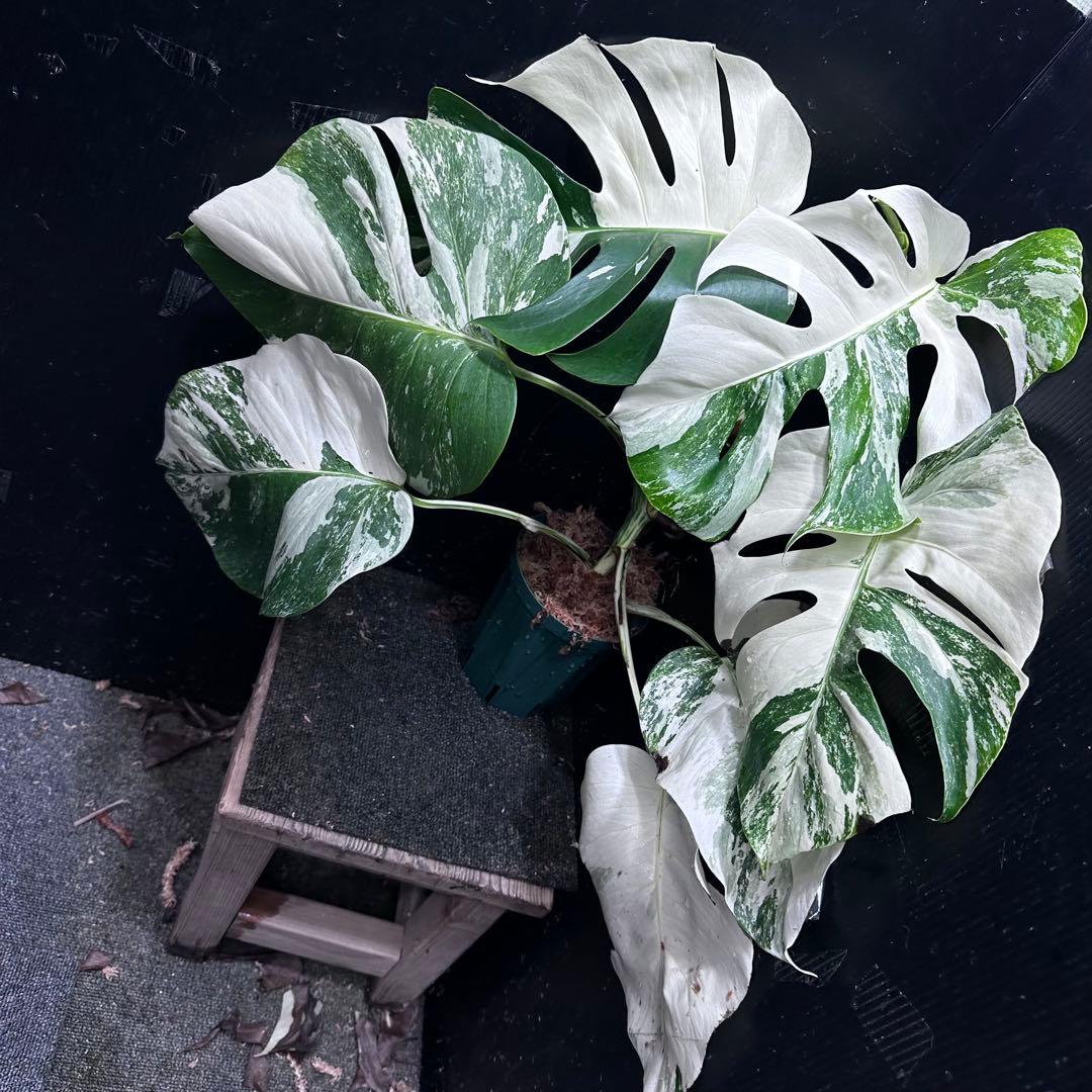 K*a様 斑入りモンステラ ホワイトタイガー極美大株54cm白斑多