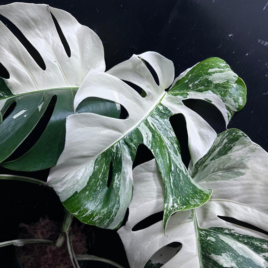K*a様 斑入りモンステラ ホワイトタイガー極美大株54cm白斑多